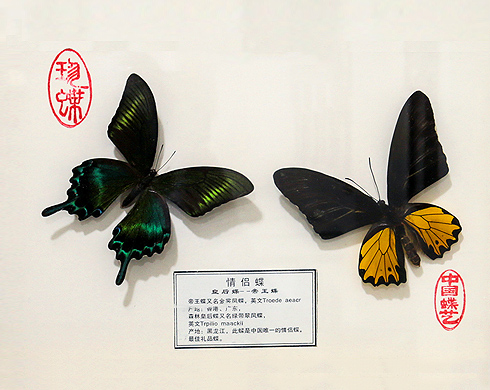 蝴蝶展厅
